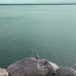 Meet your Posher, Rosa